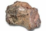 Triassic Fossil Phytosaur Caudal Vertebra - Texas #315722-1